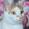 Cheeseburger is registered to the contest to win money with this photo: animal, blurred_background, cat, close_up, curious, domestic_cat, ears, eyes, face, feline, fur, indoor, looking_away, orange_patch, pet, pink_nose, portrait, soft_background, whiskers, white_cat