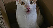 Cheeseburger is registered to the contest to win money with this photo: animal, box, cardboard_box, carpet, cat, close_up, curious, cute, domestic_cat, ears_up, expression, feline, indoor, looking_up, open_mouth, orange_and_white, perishable_label, pet, wide_eyes, young_cat