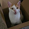 Cheeseburger is registered to the contest to win money with this photo: cat, cardboard_box, orange_and_white, wide_eyes, indoor, carpet, pet, curious, feline, animal, box, perishable_label, looking_up, open_mouth, ears_up, domestic_cat, close_up, cute, young_cat, expression