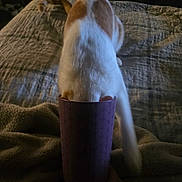 Cheeseburger joined the competition — help win amazing prizes! cat, orange_and_white, curious, cup, purple, bed, blanket, texture, indoor, pet, animal, feline, sleeping_area, cozy, dim_lighting, hand, tail, fur, quilt, curiosity