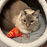 animal, blue_eyes, cat, comfort, cozy, cute, domed_bed, feline, fish_toy, fluffy_cat, home, indoor, mammal, pet_bed, playful, relaxed, resting, sleeping_area, soft, toy