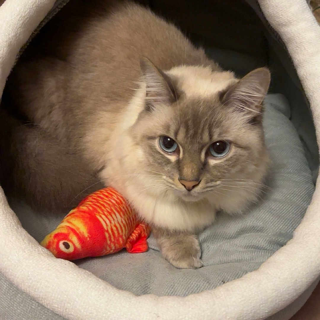 Sybelle participe au concours pour gagner de l'argent avec cette photo : animal, blue_eyes, cat, comfort, cozy, cute, domed_bed, feline, fish_toy, fluffy_cat, home, indoor, mammal, pet_bed, playful, relaxed, resting, sleeping_area, soft, toy