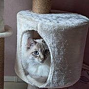 Sybelle a rejoint le concours — aidez-le/la à gagner de superbes lots ! cat, blue_eyes, fluffy, cat_condo, scratching_post, indoor, pet, cozy, curious, feline, plush, home, animal, cute, resting, white, soft_texture, looking, ears, face