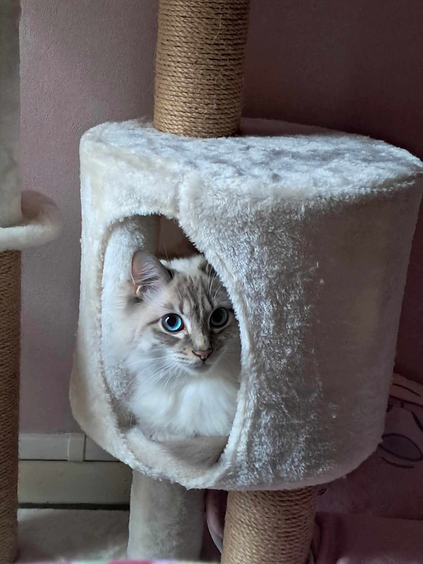Sybelle a rejoint le concours — aidez-le/la à gagner de superbes lots ! cat, blue_eyes, fluffy, cat_condo, scratching_post, indoor, pet, cozy, curious, feline, plush, home, animal, cute, resting, white, soft_texture, looking, ears, face