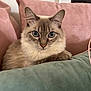 blue_eyes, cat, close_up, cozy, cushion, cute, domestic_animal, ears, feline, fluffy, fur, green_pillow, home, indoor, pet, pink_pillow, portrait, relaxed, resting, whiskers