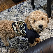 Jaxson is registered to the contest to win money with this photo: camouflage, carpet, chair_leg, collar, curly_fur, cute, dog, doodle, eyes, furniture, hardwood_floor, jacket, leather_chair, nose, pet, playful, portrait, puppy, rug, smiling