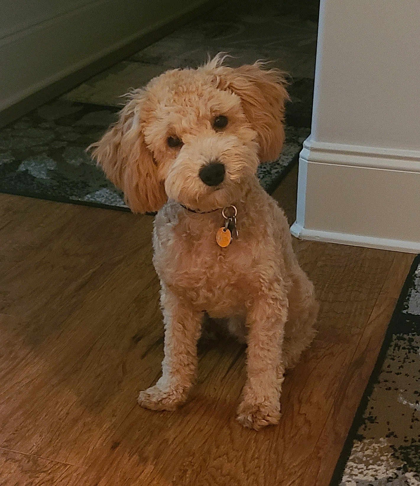 Jaxson is registered to the contest to win money with this photo: dog, doodle, poodle_mix, puppy, head_tilt, collar, id_tag, fur, hardwood_floor, indoor, rug, doorway, pet, sitting, brown_tan, looking_at_camera, cute, companion_animal, front_paws, curious