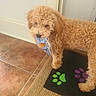 brown_fur, chewing, curly_fur, cute, dog, door, eyes, guilty_expression, home, indoor, mat, mouth, nose, paw_print, pet, portrait, puppy, snack_bag, standing, tile_floor