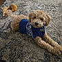 dog, puppy, poodle, curly_fur, brown_fur, blue_sweater, sweater, collar, bone_tag, rug, carpet, toy, plush_toy, indoor, home, cute, pet, lying_down, playful, floor