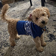 Jaxson joined the competition — help win amazing prizes! dog, puppy, sweater, blue_sweater, shaggy_fur, curly_fur, carpet, rug, indoor, pet, collar, tags, looking_up, playful, tail, paws, cute, domestic, living_room, portrait