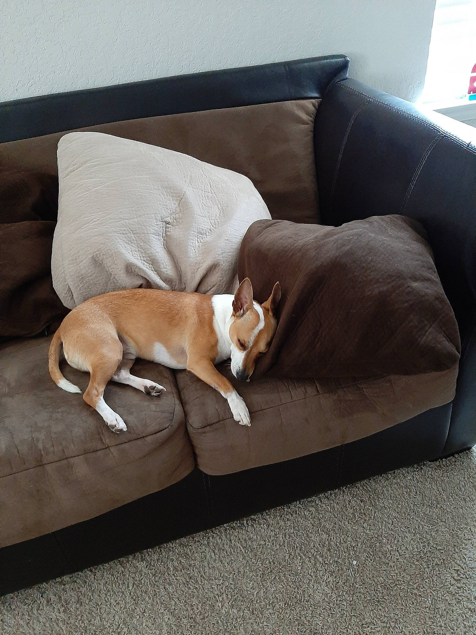 Osiris is registered to the contest to win money with this photo: canidae, carnivore, comfort, companion_dog, couch, dog, dog_bed, dog_breed, fawn, floor, flooring, furniture, lurcher, slipcover, sofa_bed