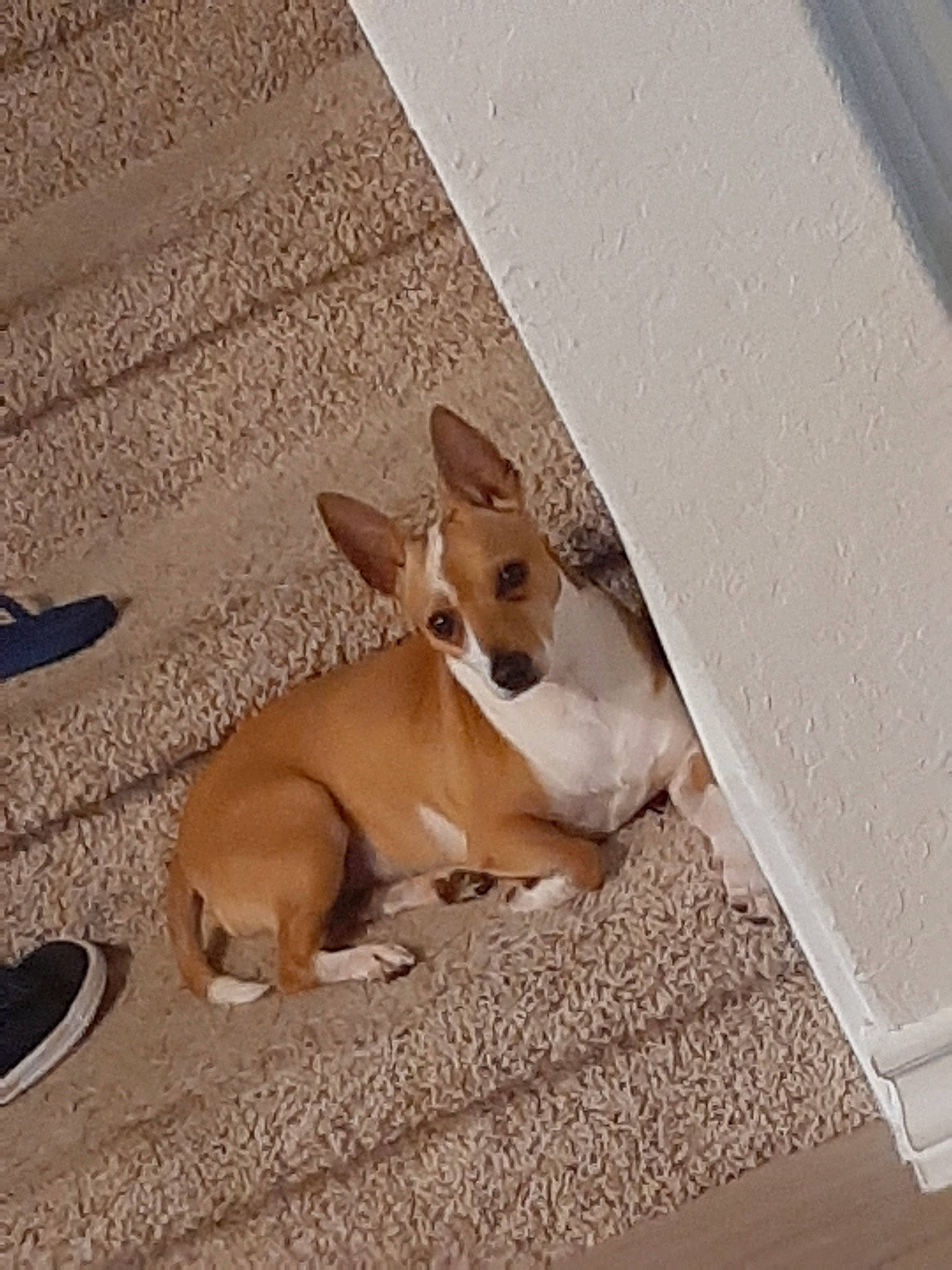 Osiris joined the competition — help win amazing prizes! aspin, canidae, carnivore, carolina_dog, chihuahua, companion_dog, corgi_chihuahua, dog, dog_breed, fawn, feist, mammal, paw, snout, street_dog