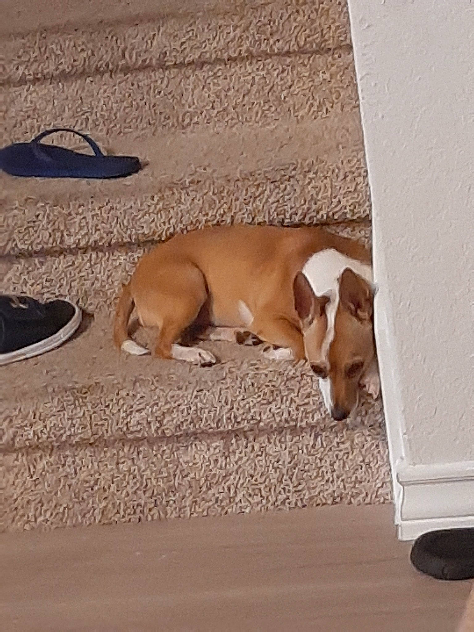 Osiris joined the competition — help win amazing prizes! canidae, carnivore, companion_dog, dog, dog_breed, fawn, floor, flooring, snout