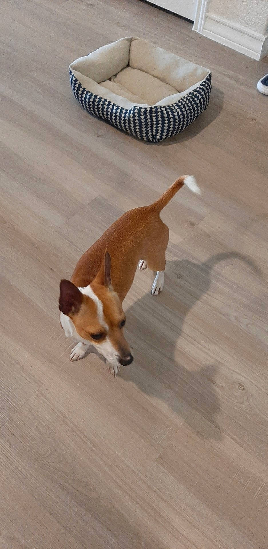 Osiris is registered to the contest to win money with this photo: basenji, beagle, canidae, carnivore, companion_dog, dog, dog_breed, fawn, floor, flooring, hardwood, harrier, jack_russell_terrier, mammal, parson_russell_terrier, plummer_terrier, russell_terrier, tail, wood