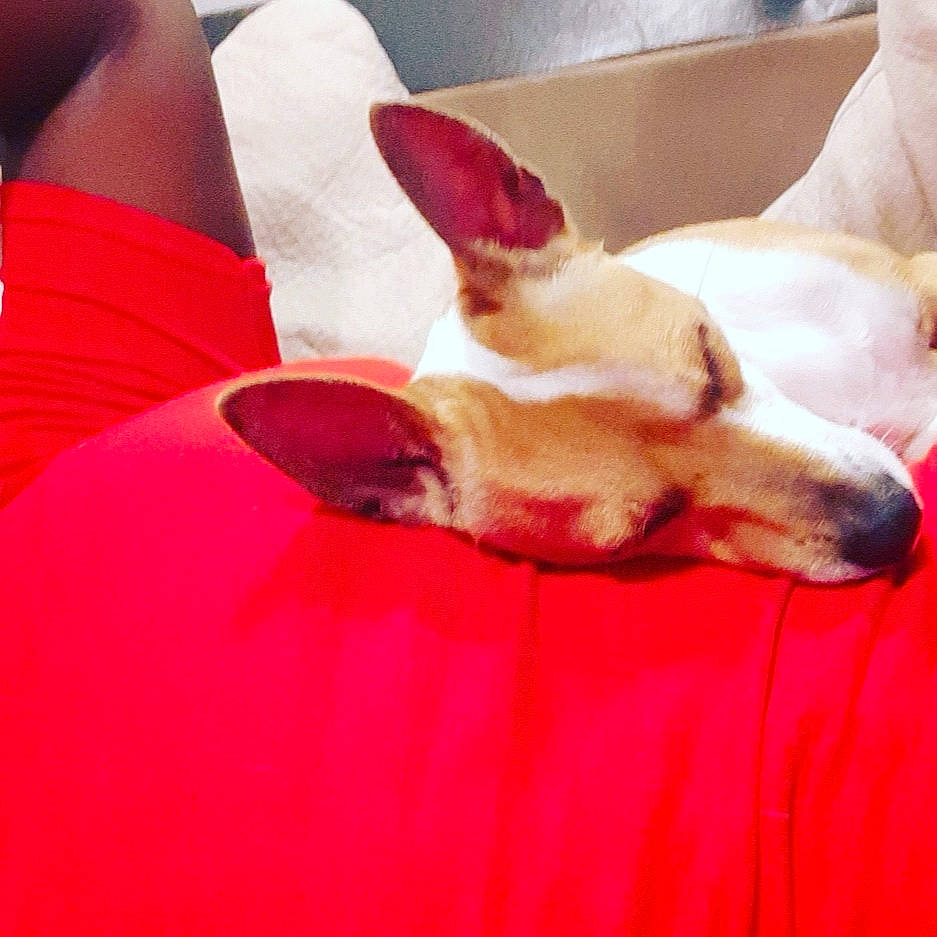 Osiris joined the competition — help win amazing prizes! canidae, carnivore, dog, dog_breed, ear, fawn, ibizan_hound, mammal, podenco_canario, snout, whippet