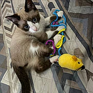 Blaze joined the competition — help win amazing prizes! animal, bed, blue_eyes, cat, curious, cute, feline, fur, indoor, kitten, patterned_bedspread, paw, pet, pipe_cleaners, playful, quilt, siamese, toy_mouse, whiskers, young_cat
