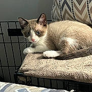 Blaze is registered to the contest to win money with this photo: kitten, cat, animal, pet, feline, blue_eyes, cushion, wire_frame, pillow, blanket, indoor, resting, cute, fur, whiskers, ears, sleepy, cozy, domestic, young