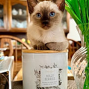 Maverick is registered to the contest to win money with this photo: kitten, cat, siamese, blue_eyes, candle, jar, flower_vase, tulips, wooden_table, indoor, home, furniture, decor, curious, pet, close_up, portrait, cute, animal, domestic_cat