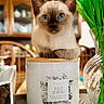 kitten, cat, siamese, blue_eyes, candle, jar, flower_vase, tulips, wooden_table, indoor, home, furniture, decor, curious, pet, close_up, portrait, cute, animal, domestic_cat