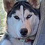 animal, blue_eye, brown_eye, canine, close_up, collar, dog, ears, face, fur, heterochromia, indoor, pet, portrait, relaxed, resting, siberian_husky, snout, texture, window_light
