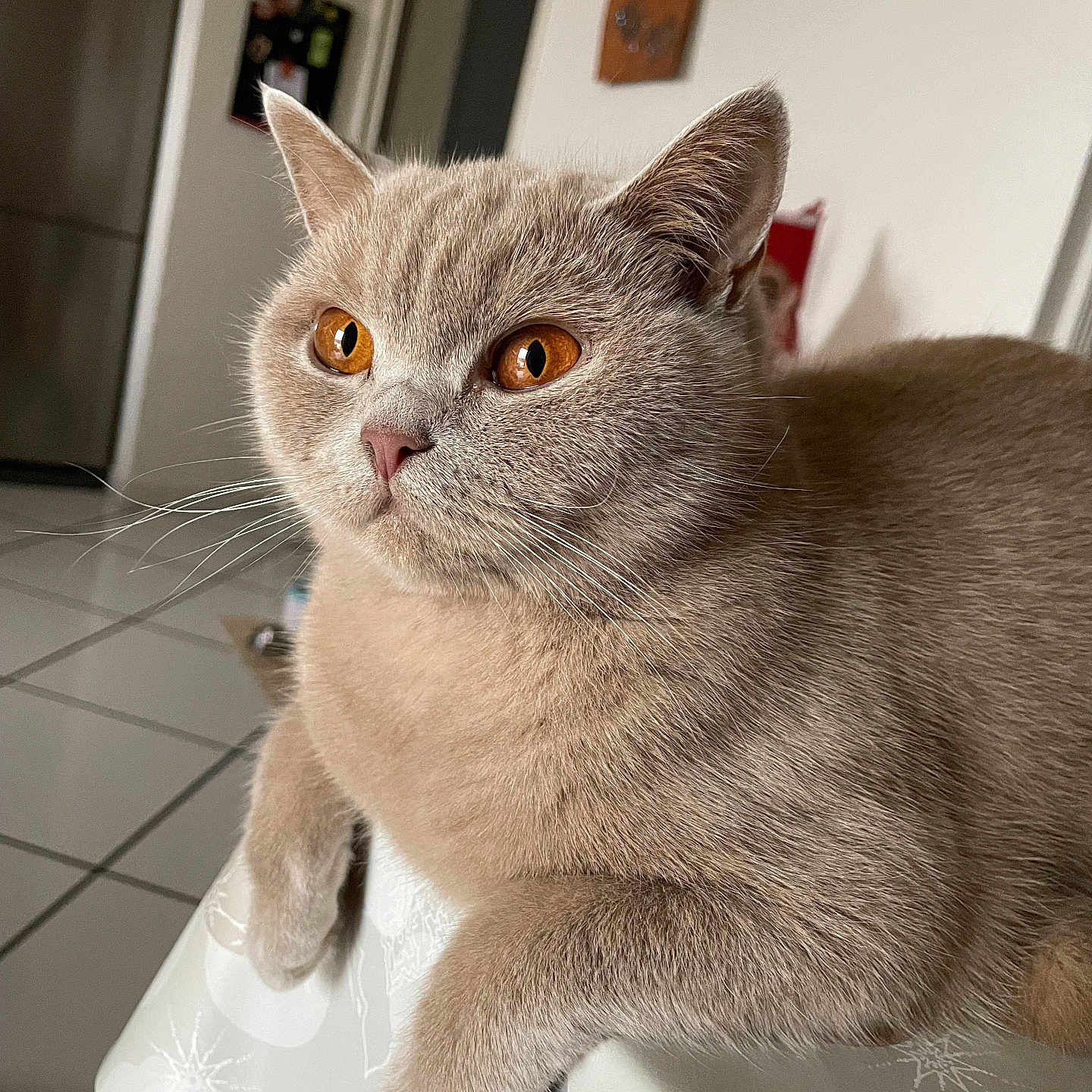 Sofia