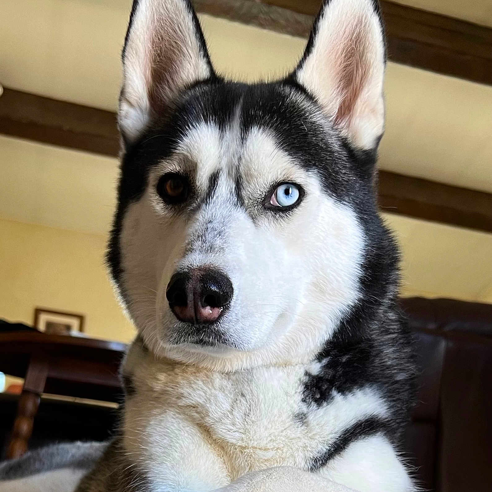 Blue participe au concours pour gagner de l'argent avec cette photo : animal, canine, dog, husky, pet, puppy, snout