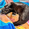 black_cat, cat, pet, animal, plush_toy, poop_emoji_toy, blanket, colorful_blanket, indoor, cozy, yellow_eyes, fur, cute, playful, resting, curled_up, soft_texture, domestic_cat, sleepy, companion