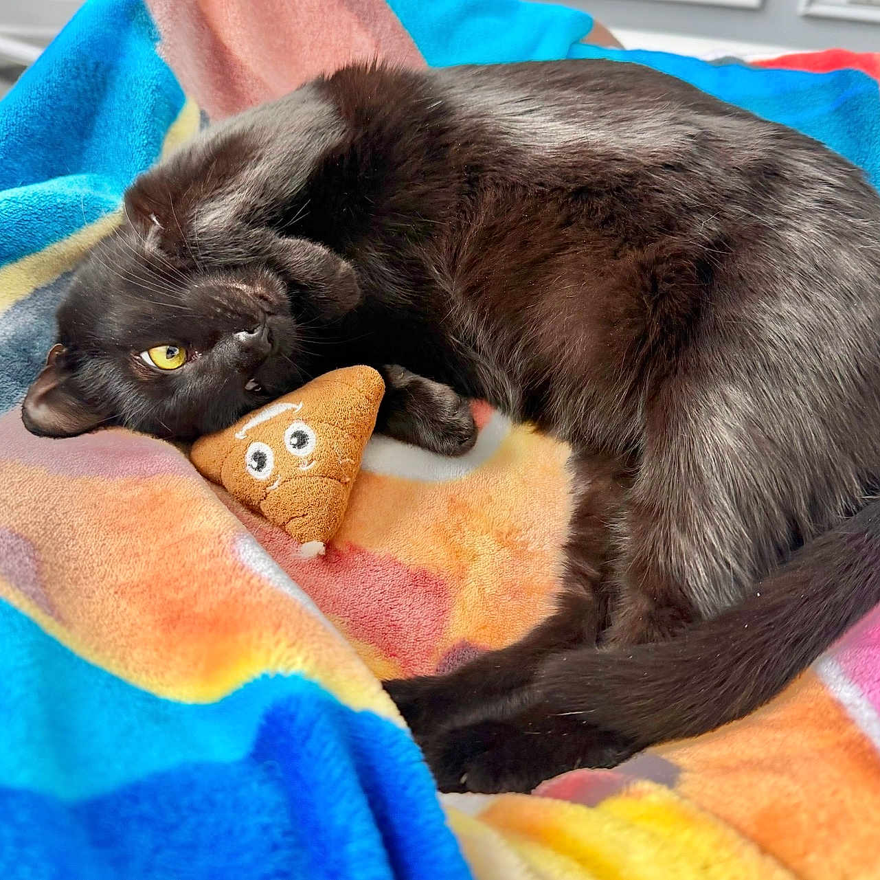 Cleo joined the competition — help win amazing prizes! black_cat, cat, pet, animal, plush_toy, poop_emoji_toy, blanket, colorful_blanket, indoor, cozy, yellow_eyes, fur, cute, playful, resting, curled_up, soft_texture, domestic_cat, sleepy, companion