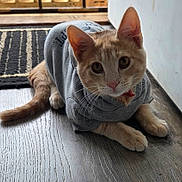 Simba is registered to the contest to win money with this photo: cat, kitten, orange_tabby, sweater, clothing, floor, wooden_floor, indoor, pet, animal, curious, cute, whiskers, ears, tail, paws, home, rug, door, cozy
