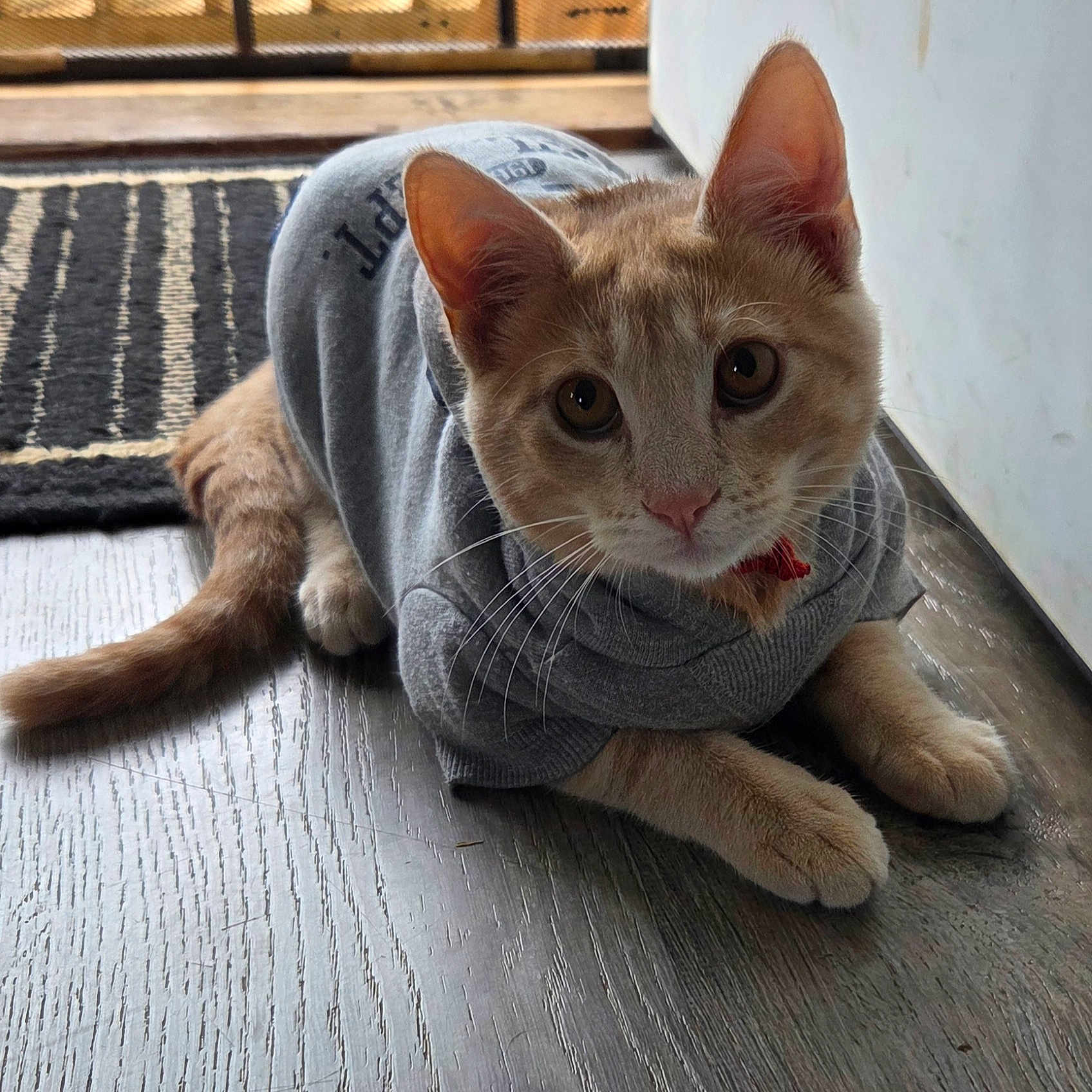 Simba is registered to the contest to win money with this photo: cat, kitten, orange_tabby, sweater, clothing, floor, wooden_floor, indoor, pet, animal, curious, cute, whiskers, ears, tail, paws, home, rug, door, cozy