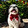 Shiloh