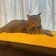 Coco is registered to the contest to win money with this photo: cat, tabby_cat, indoor, yellow_blanket, couch, furniture, curtain, patterned_curtain, relaxed, pet, animal, striped_fur, resting, cozy, domestic_cat, soft_lighting, brown, orange, knitted_blanket, home