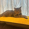 cat, tabby_cat, indoor, yellow_blanket, couch, furniture, curtain, patterned_curtain, relaxed, pet, animal, striped_fur, resting, cozy, domestic_cat, soft_lighting, brown, orange, knitted_blanket, home