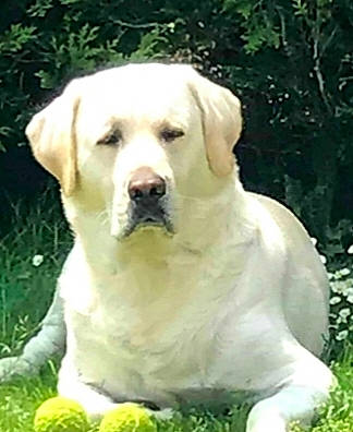 Isco a rejoint le concours — aidez-le/la à gagner de superbes lots ! canidae, carnivore, companion_dog, dog, dog_breed, fang, fawn, fur, grass, labrador_retriever, non_sporting_group, plant, snout, sporting_group, tail, terrestrial_animal, tree, whiskers, wildlife, working_animal