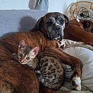 Aimee a rejoint le concours — aidez-le/la à gagner de superbes lots ! dog, cat, couch, indoor, resting, brown_dog, spotted_cat, furniture, pet, cozy, relaxed, snuggling, animal, home, blanket, chair, sleeping_dog, companion, domestic, fur