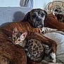 dog, cat, couch, indoor, resting, brown_dog, spotted_cat, furniture, pet, cozy, relaxed, snuggling, animal, home, blanket, chair, sleeping_dog, companion, domestic, fur