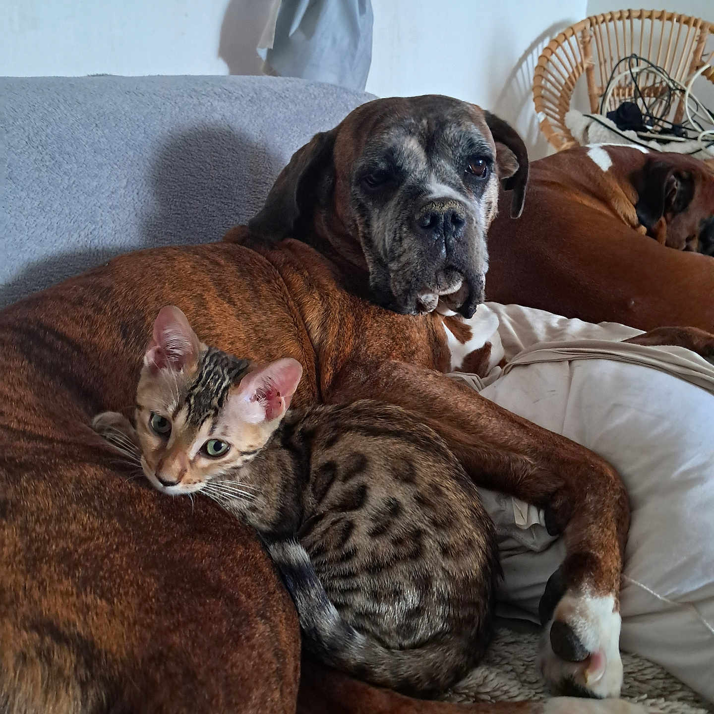 Aimee a rejoint le concours — aidez-le/la à gagner de superbes lots ! animal, blanket, brown_dog, cat, chair, companion, couch, cozy, dog, domestic, fur, furniture, home, indoor, pet, relaxed, resting, sleeping_dog, snuggling, spotted_cat