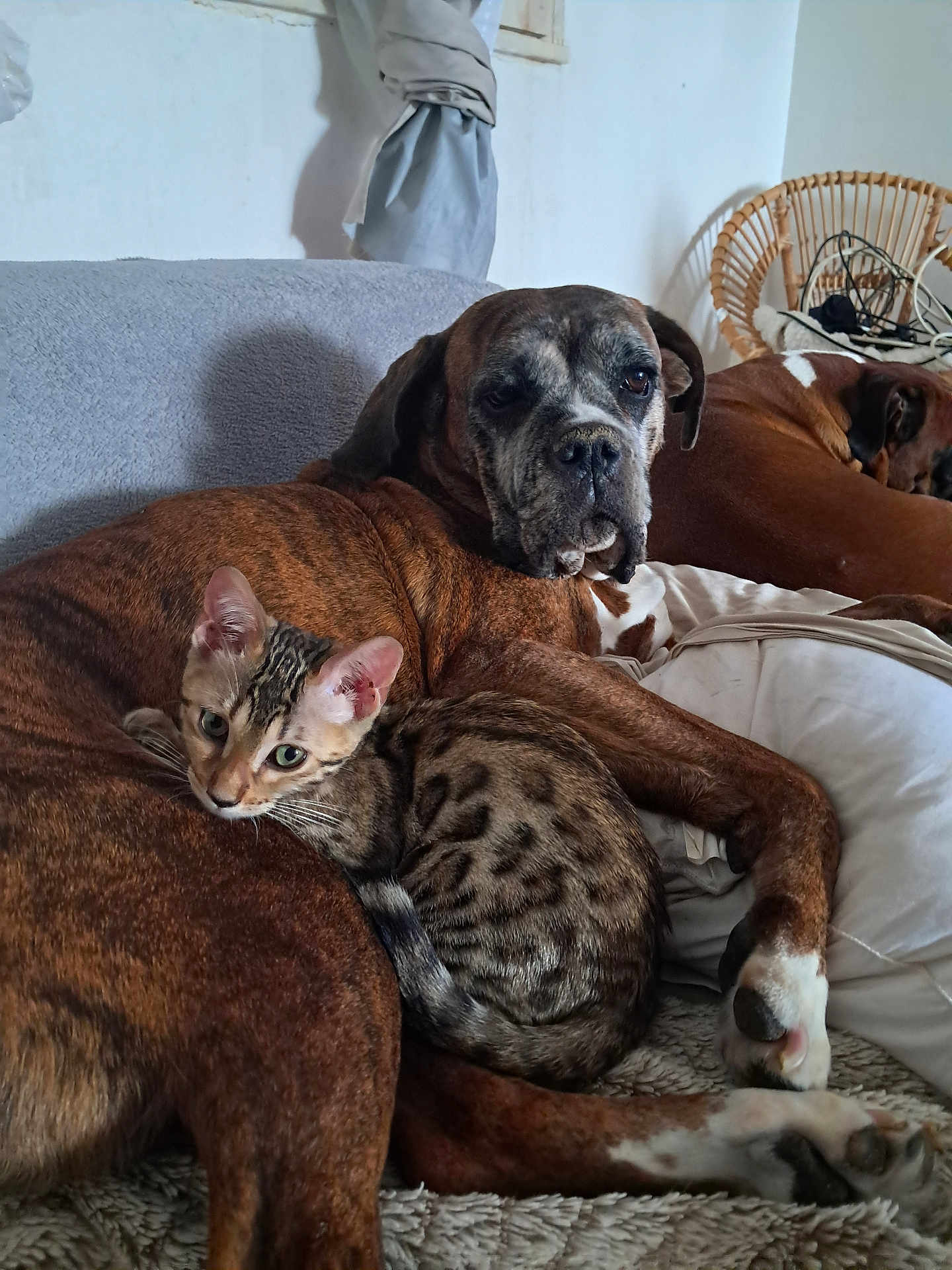 Aimee a rejoint le concours — aidez-le/la à gagner de superbes lots ! dog, cat, couch, indoor, resting, brown_dog, spotted_cat, furniture, pet, cozy, relaxed, snuggling, animal, home, blanket, chair, sleeping_dog, companion, domestic, fur