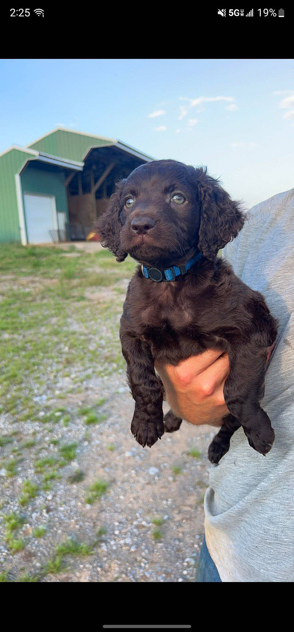 Hazel Ann Frick joined the competition — help win amazing prizes! canidae, carnivore, cloud, companion_dog, dog, dog_breed, dog_collar, fawn, fur, gun_dog, hunting_dog, liver, sky, sporting_group, tail, terrestrial_animal, water_dog, working_animal, working_dog