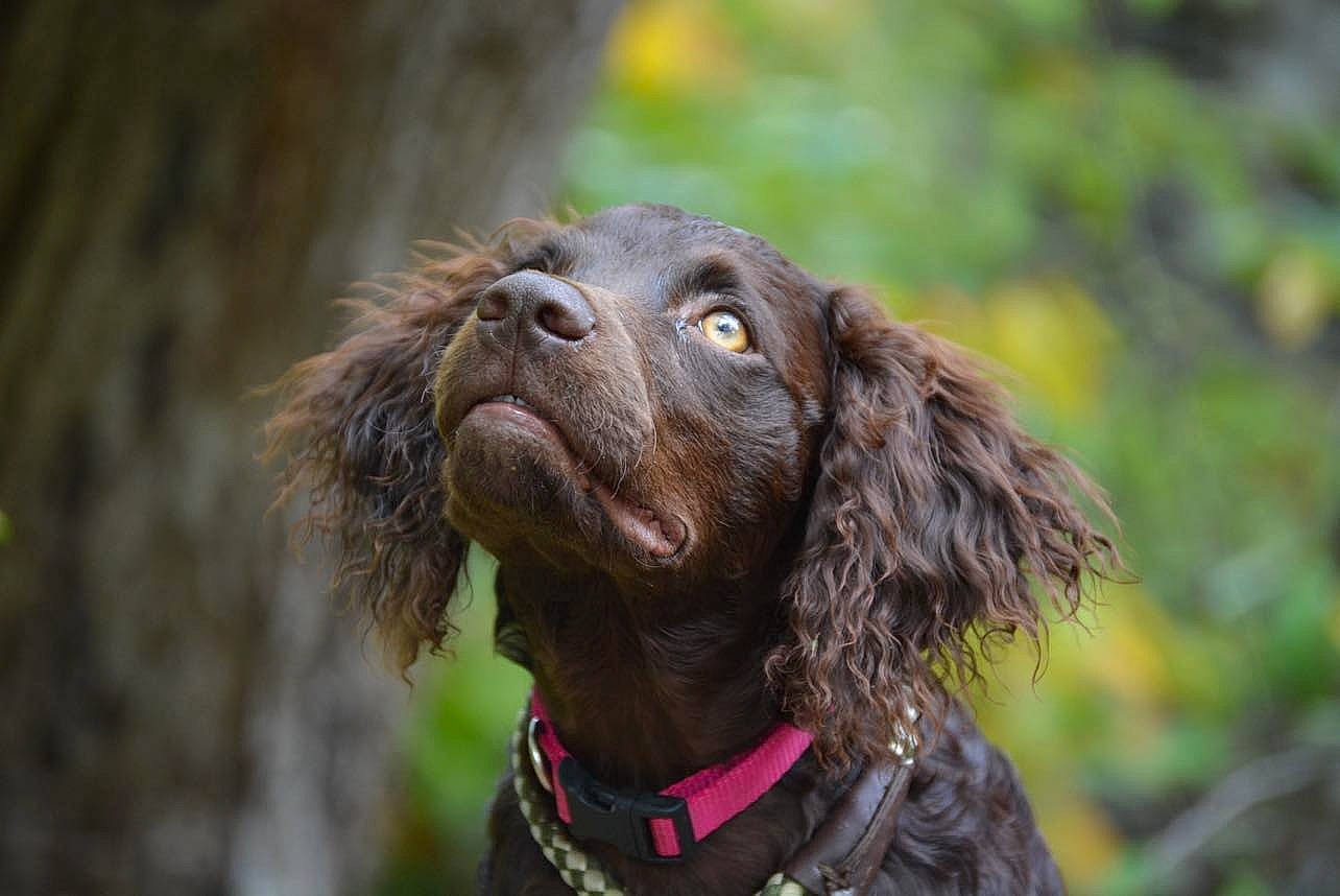 Hazel Ann Frick is registered to the contest to win money with this photo: canidae, carnivore, cocker_spaniel, collar, companion_dog, dog, dog_breed, dog_collar, fur, gun_dog, hunting_dog, liver, pointing_breed, pont_audemer_spaniel, retriever, snout, spaniel, sporting_group, water_dog, working_animal