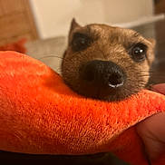 Jax is registered to the contest to win money with this photo: dog, close_up, toy, orange, nose, eyes, pet, indoor, fur, animal, playful, soft_toy, hand, blurry_background, cute, muzzle, whiskers, snout, domestic_animal, companion