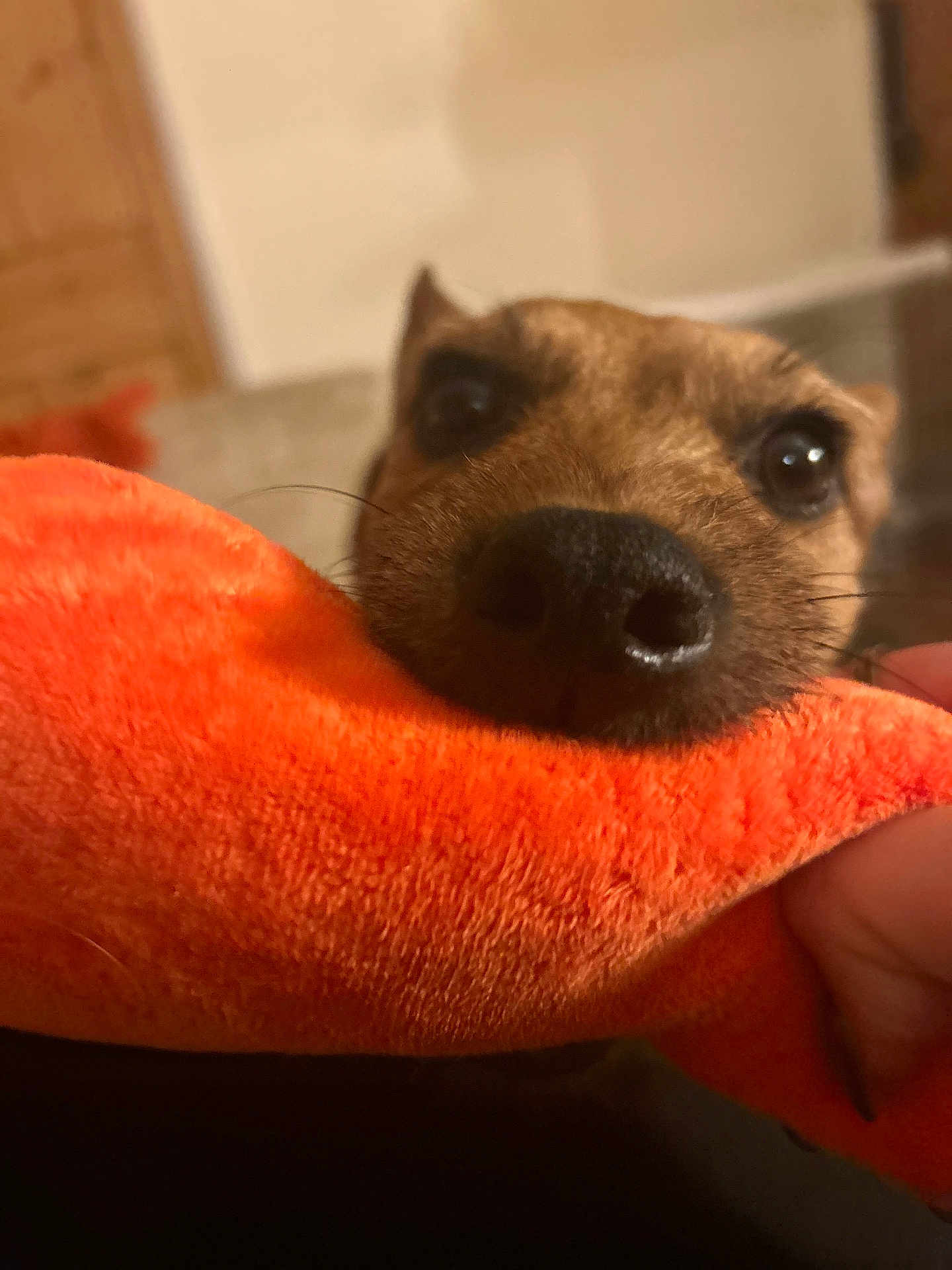 Jax is registered to the contest to win money with this photo: dog, close_up, toy, orange, nose, eyes, pet, indoor, fur, animal, playful, soft_toy, hand, blurry_background, cute, muzzle, whiskers, snout, domestic_animal, companion