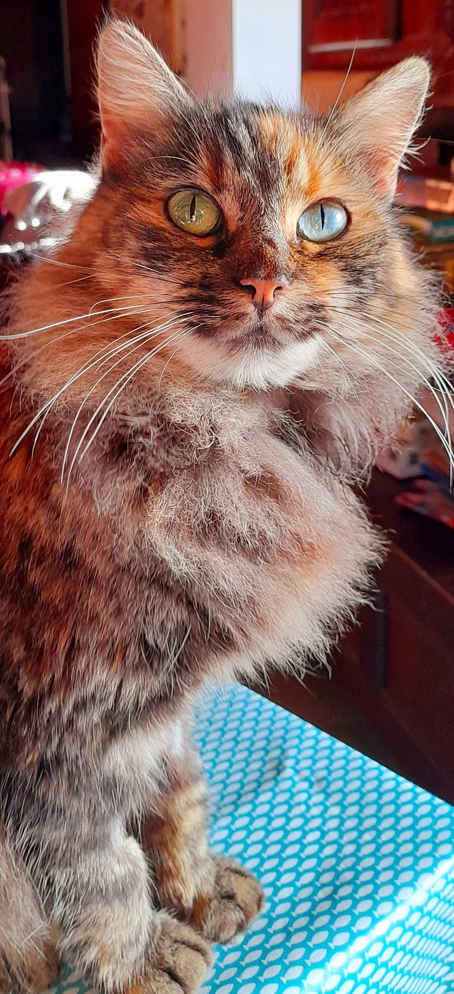 Poupoune a rejoint le concours — aidez-le/la à gagner de superbes lots ! carnivore, cat, claw, close_up, domestic_short_haired_cat, event, fawn, felidae, fur, paw, photography, small_to_medium_sized_cats, snout, tail, terrestrial_animal, whiskers, window