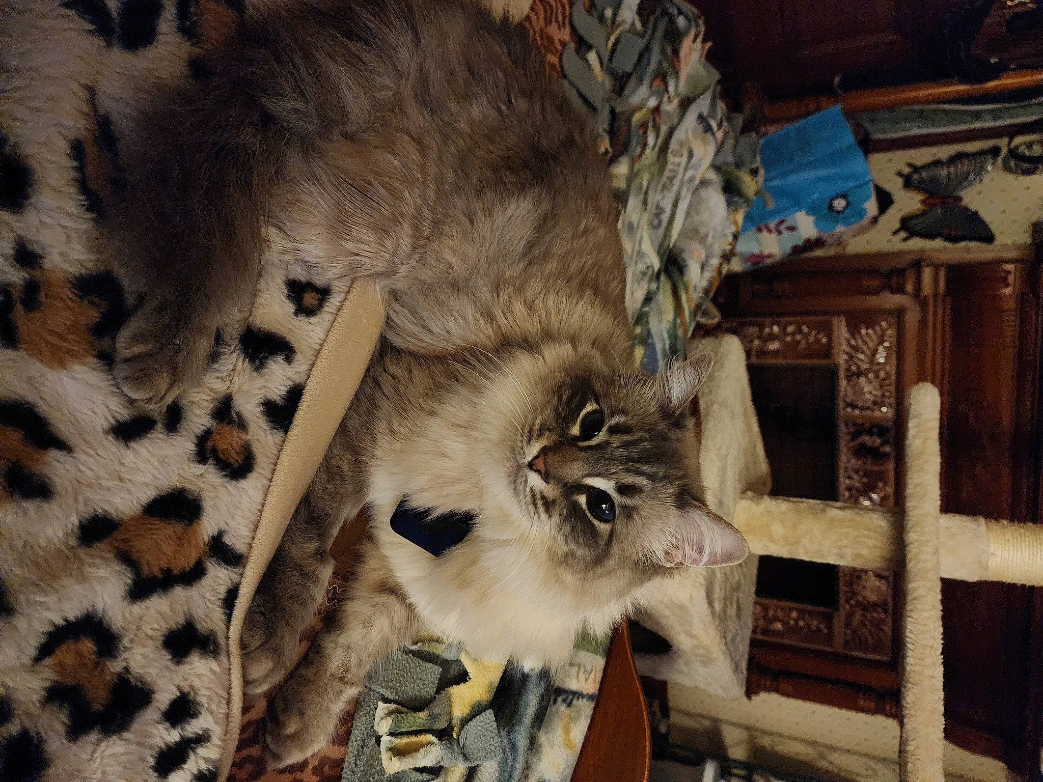 Serafina joined the competition — help win amazing prizes! art, carnivore, cat, fawn, felidae, fur, hardwood, hide, house, natural_material, pattern, small_to_medium_sized_cats, tail, terrestrial_animal, whiskers, wildlife, wood