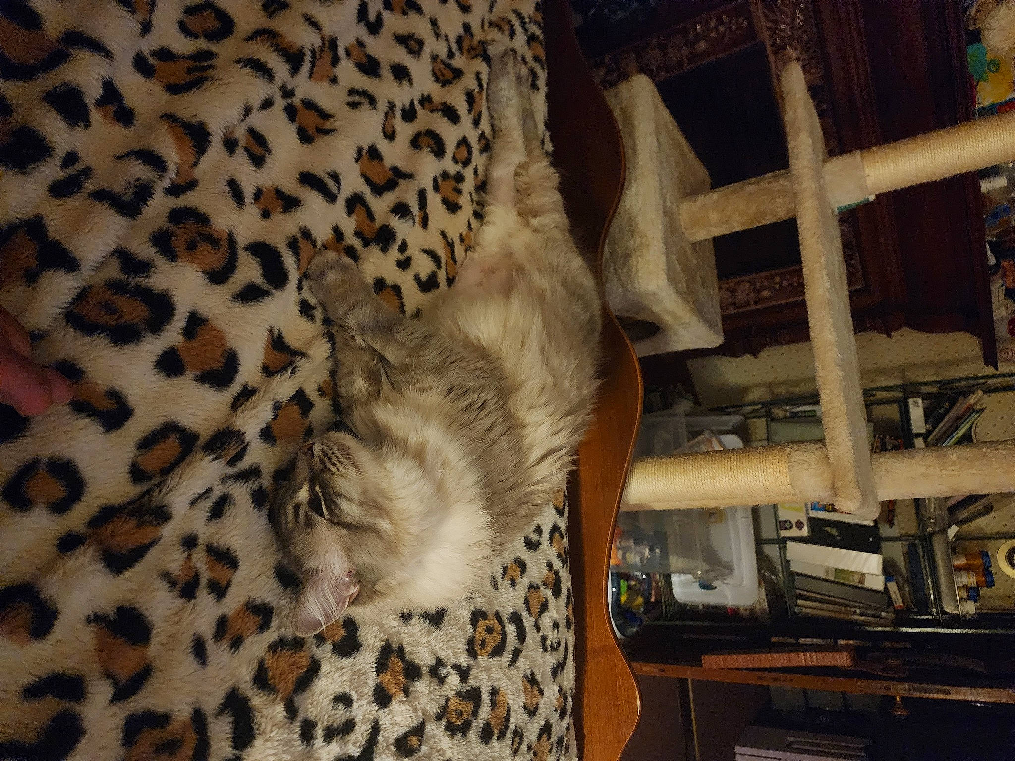 Serafina joined the competition — help win amazing prizes! big_cats, carnivore, cat, comfort, domestic_short_haired_cat, felidae, fur, hardwood, hide, leopard, linens, pattern, room, small_to_medium_sized_cats, tail, terrestrial_animal, tree, whiskers, wildlife, wood