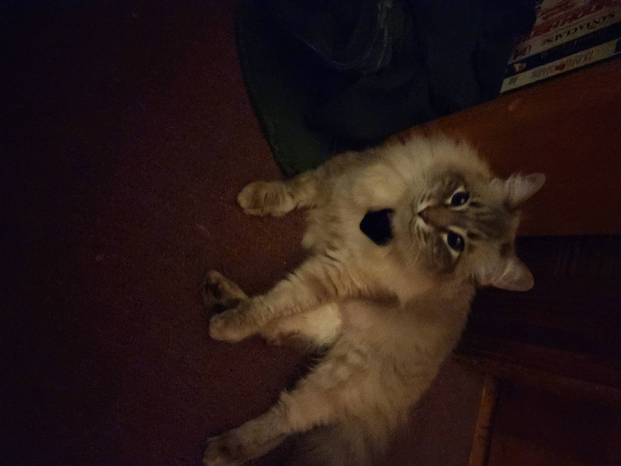 Serafina joined the competition — help win amazing prizes! big_cats, canidae, carnivore, cat, claw, companion_dog, dog_breed, fawn, felidae, fur, paw, small_to_medium_sized_cats, snout, spitz, sporting_group, tail, terrestrial_animal, whiskers, wood, working_animal