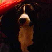 Al Capone a rejoint le concours — aidez-le/la à gagner de superbes lots ! bernese_mountain_dog, border_collie, canidae, carnivore, dog, dog_breed, mammal, puppy, snout, vertebrate, working_dog