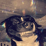 Alcapone a rejoint le concours — aidez-le/la à gagner de superbes lots ! animal, black_and_white, canine, close_up, cute, dog, dreamy, face, fur, happy, indoors, nose, pet, portrait, relaxed, sleeping, smiling, sparkles, teeth, whimsical