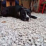 animal, background, black_dog, calm, chain_collar, chair, daylight, dog, floor, furniture, gravel, lying_down, outdoor, pet, red_chair, relaxation, resting, stone, white_markings, wooden_table