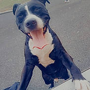 Alcapone participe au concours pour gagner de l'argent avec cette photo : dog, black_and_white, tongue_out, happy, smiling, outdoor, park, paw, fence, grass, asphalt, joyful, pet, canine, close_up, playful, leaning, animal, mammal, friendly